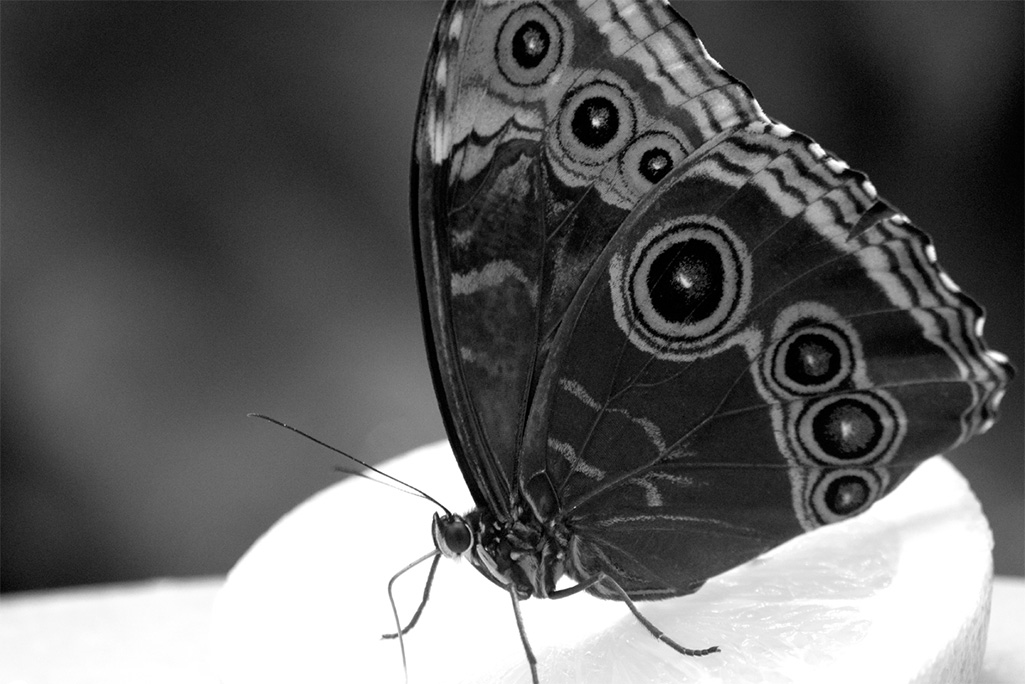owl butterfly black and white photo