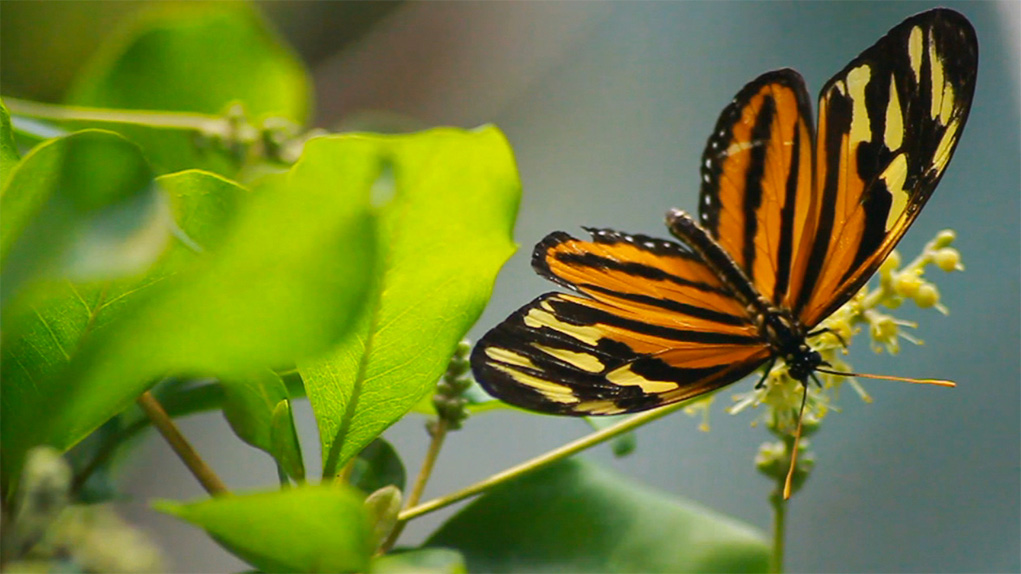 tiger butterfly photograph 