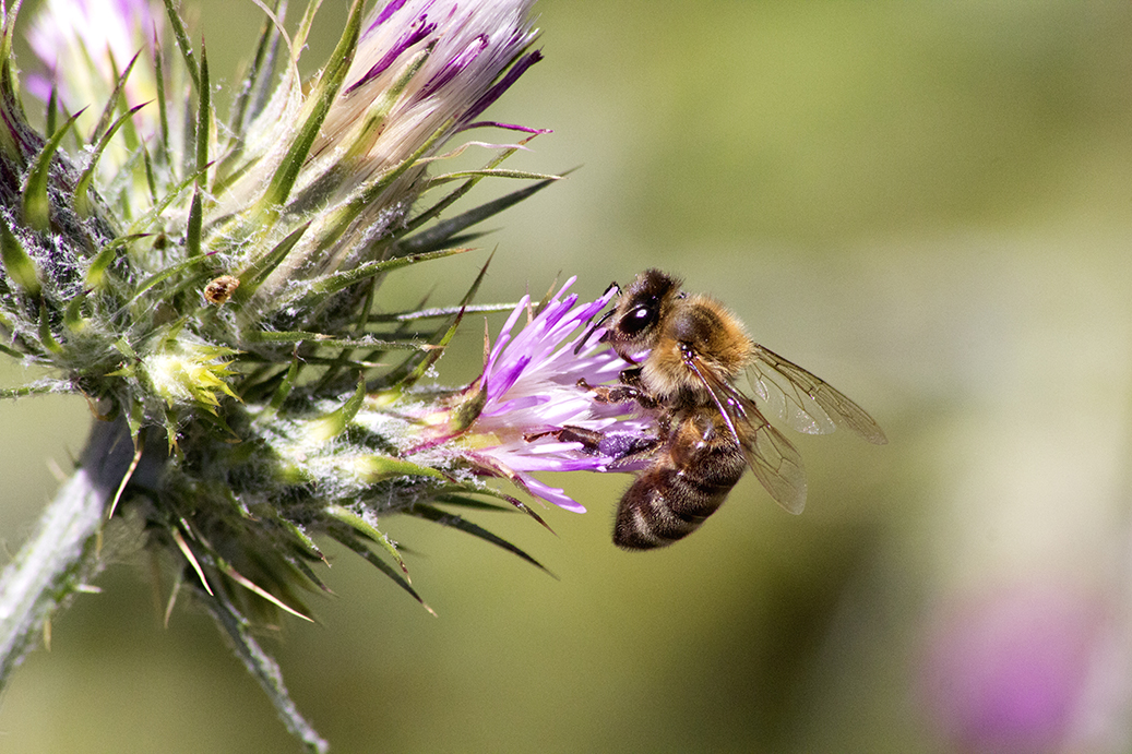 bee pollen light