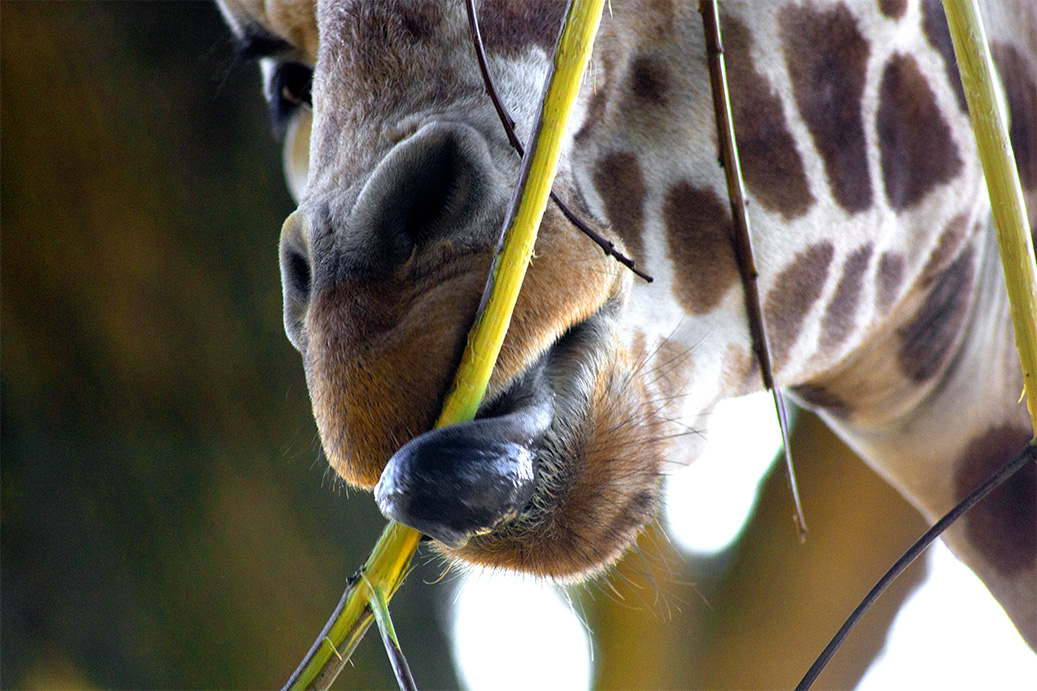 giraffe tongue closeup 