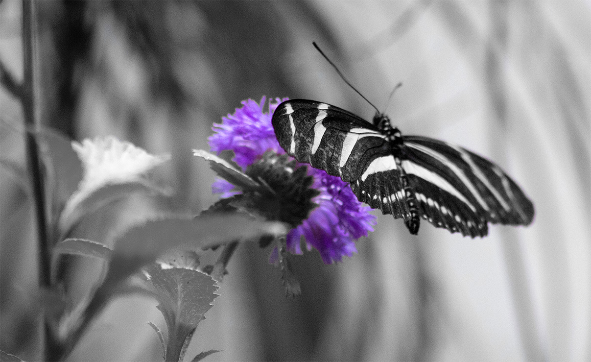 purple flower butterfly 10