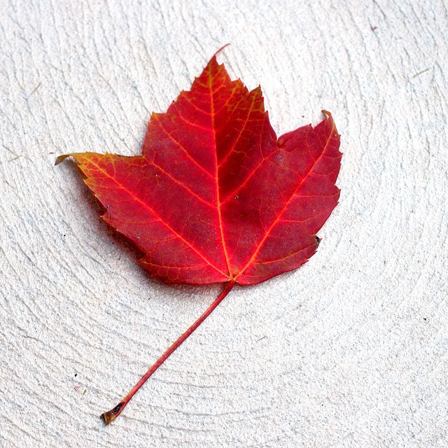 red leaf