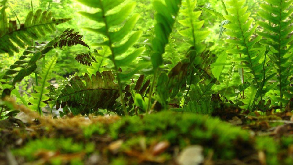 Ground Level Plants