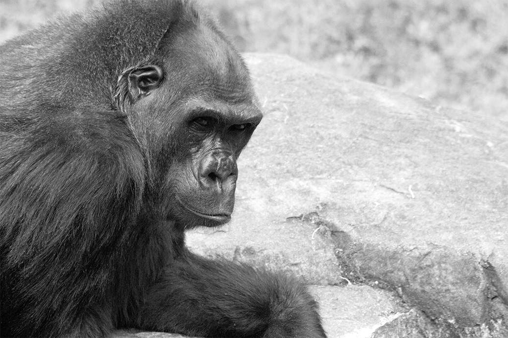 Gorilla Friend Black and White