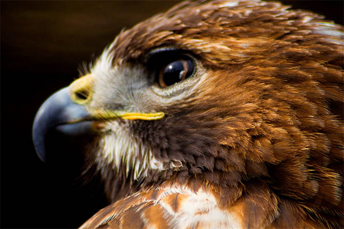 Red Tail Hawk Feathers