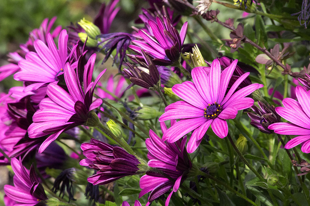 Spring Flowers