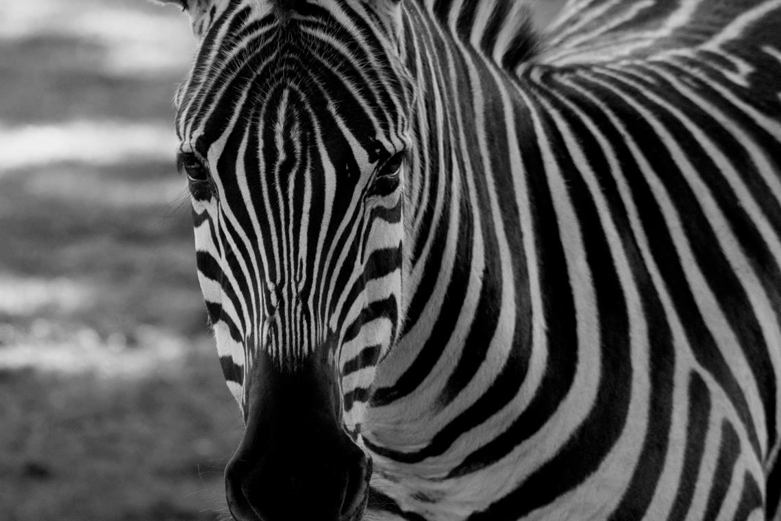 Zebra Black and White