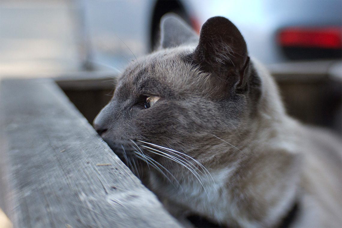 Cat in the Garden