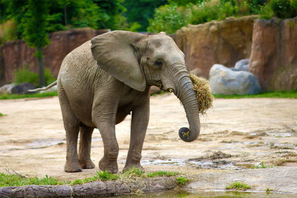 elephant habitat 