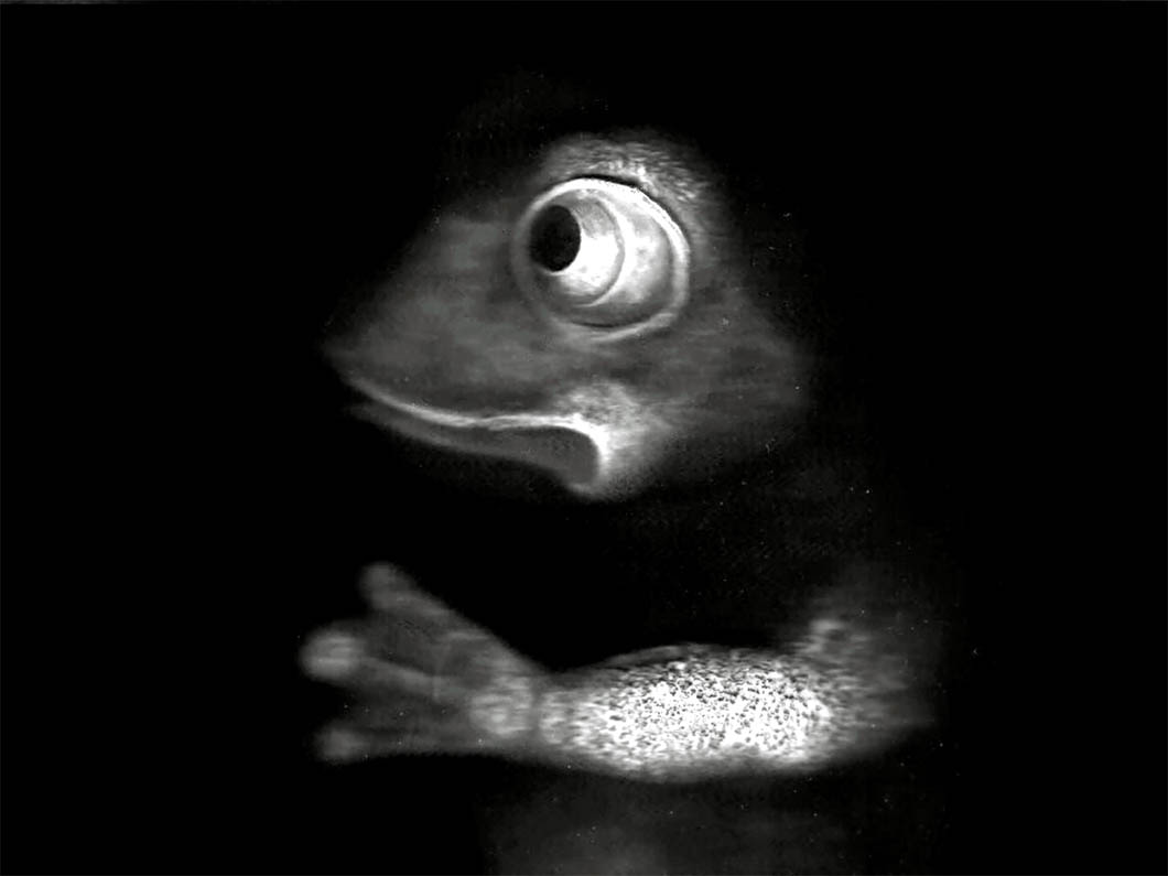 black frog scan