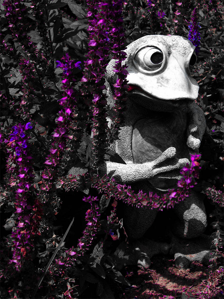 Frog Garden 7