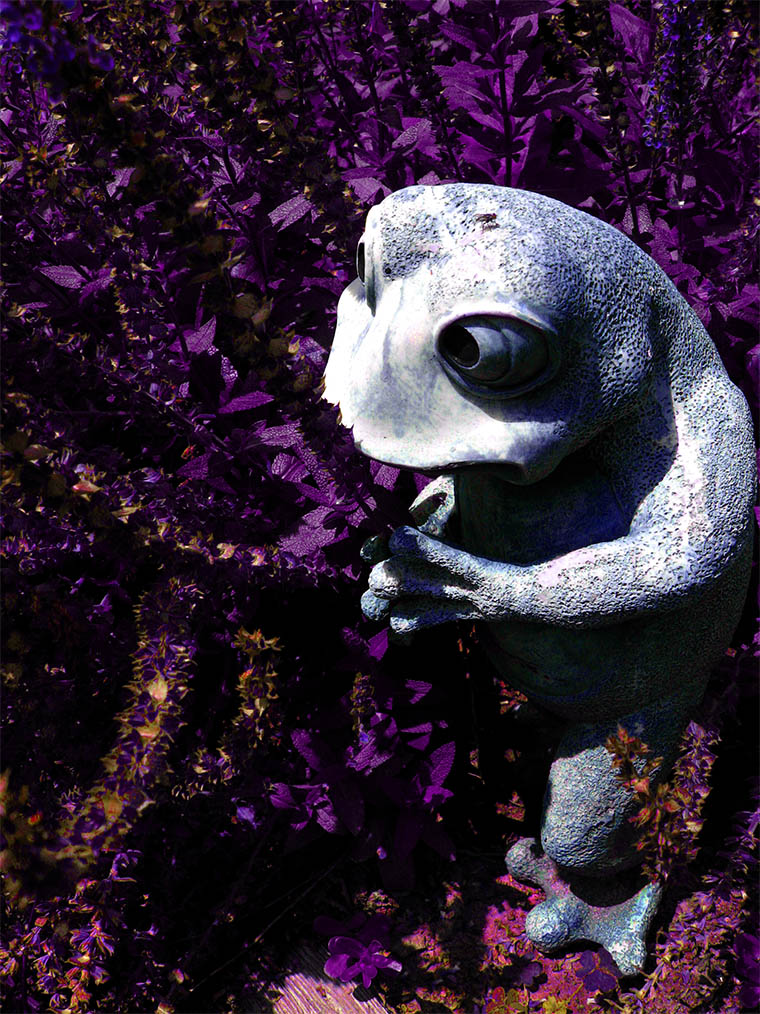 Frog in the Gardens