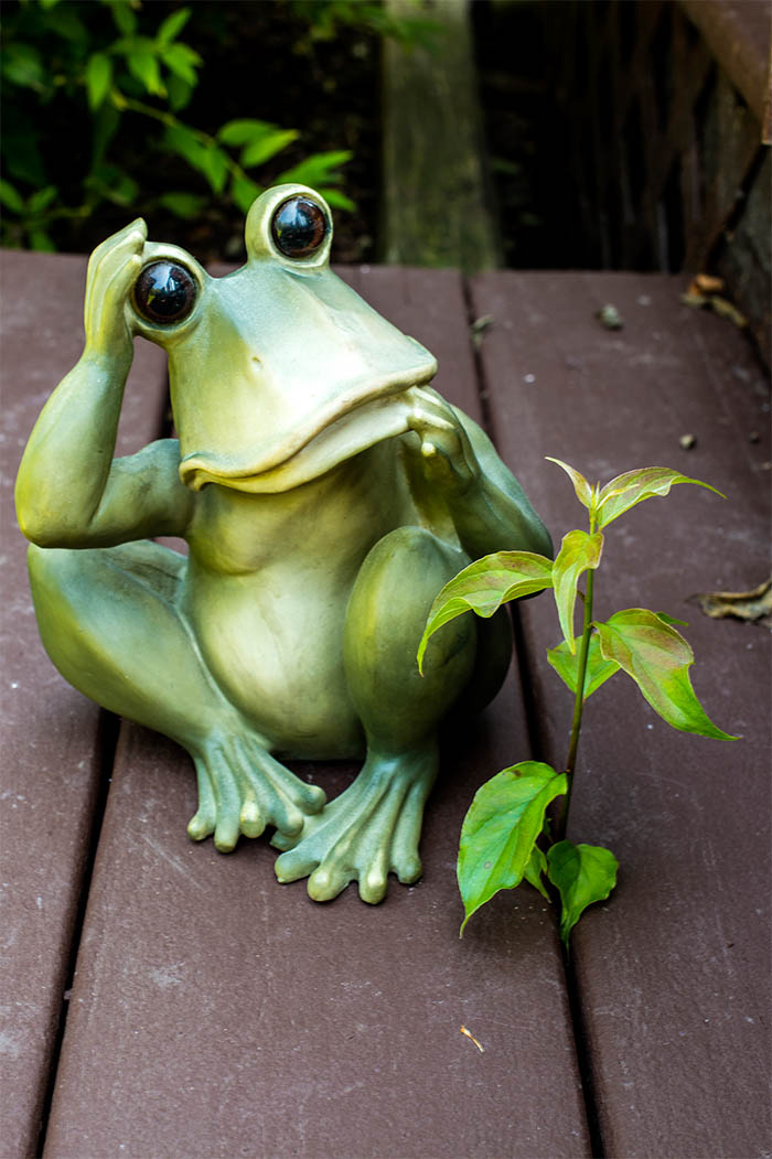 Frog Plant