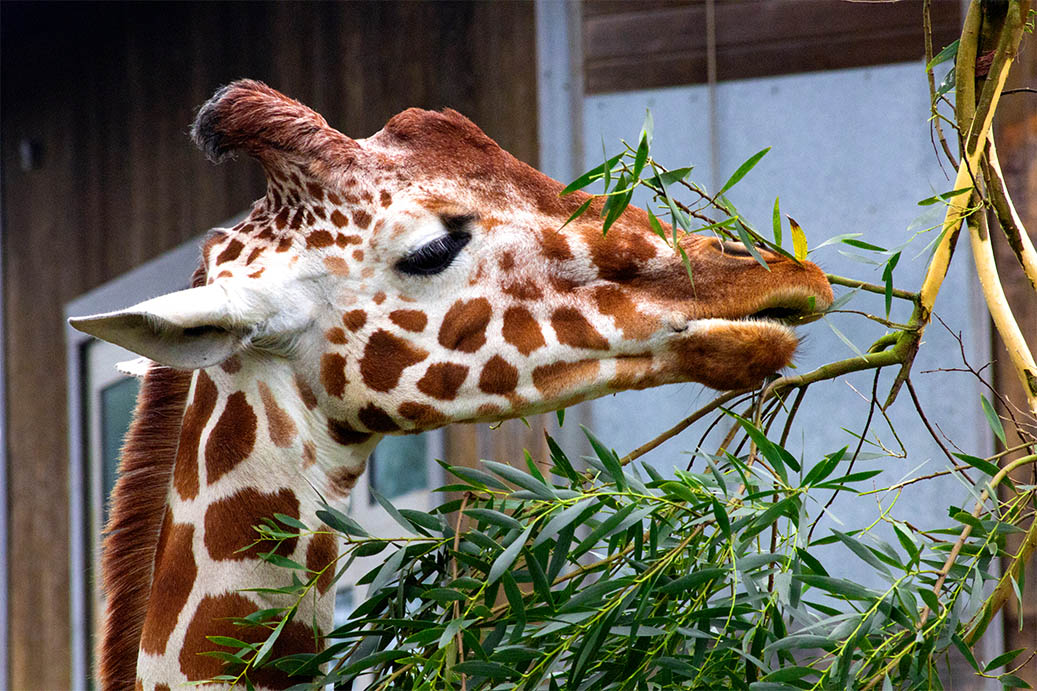 Giraffe Eating