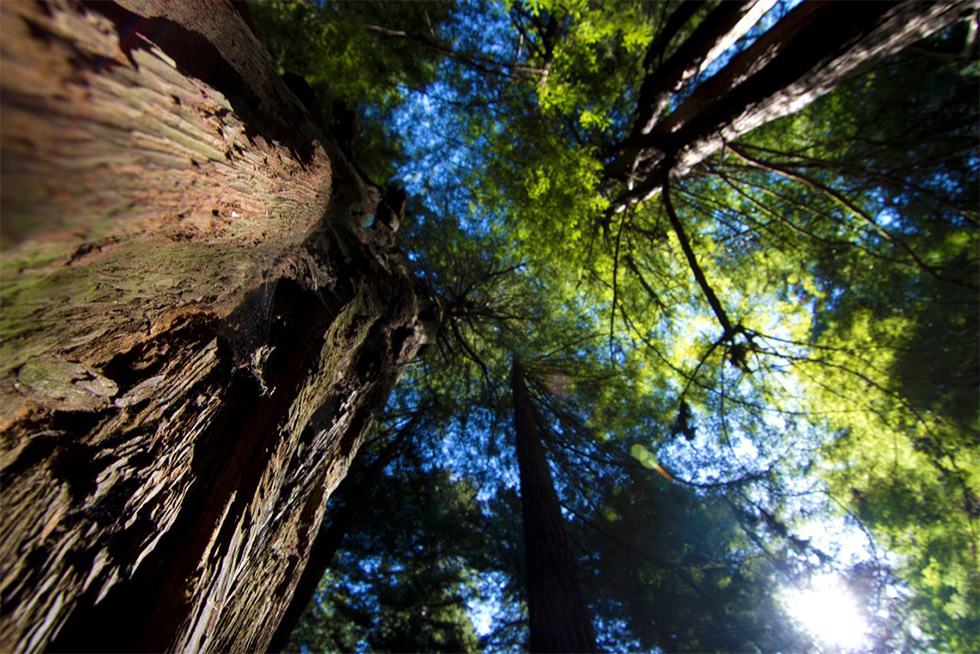 Muir Woods Wide 