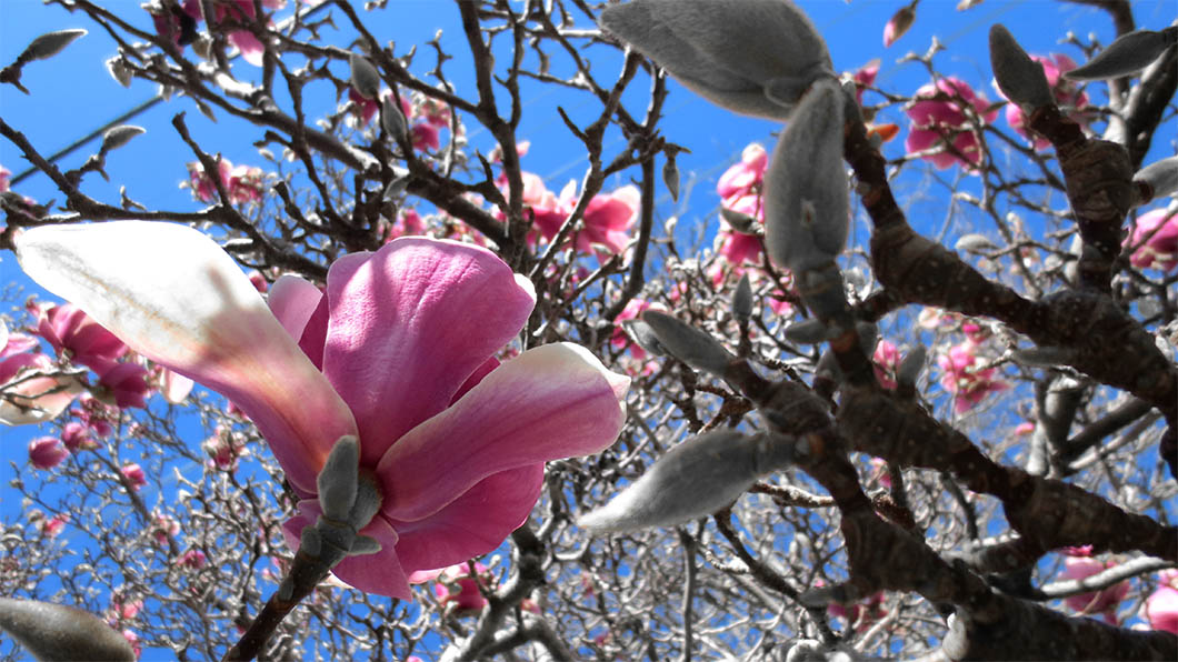 flower tree blue sky