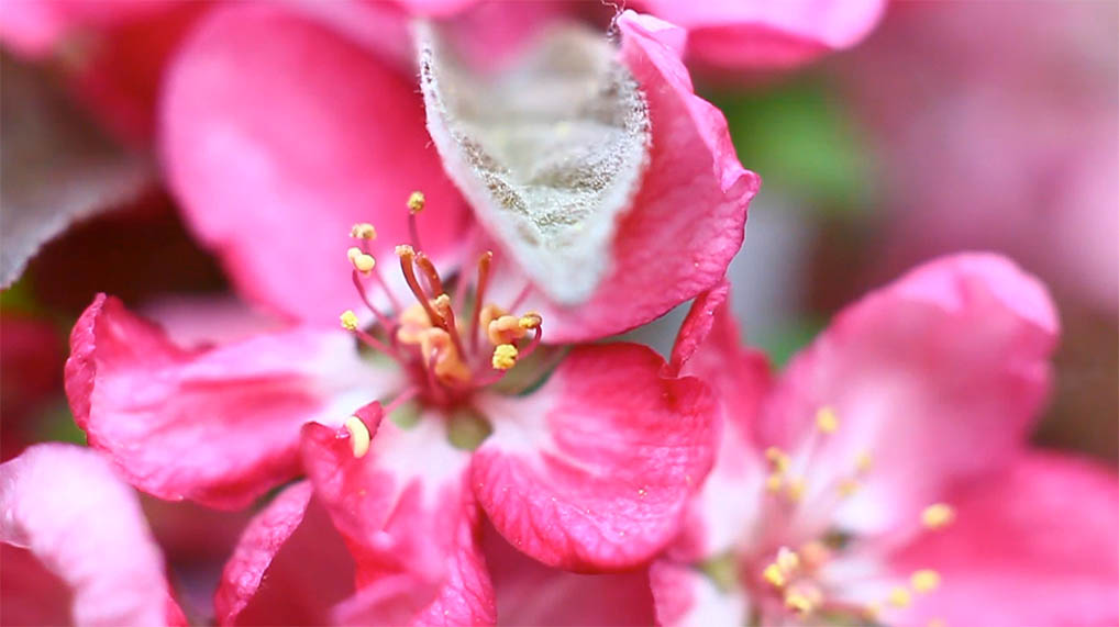 Pink Flowers 