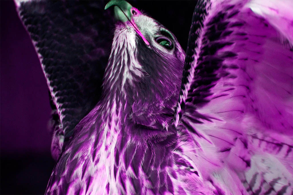 hawk purple