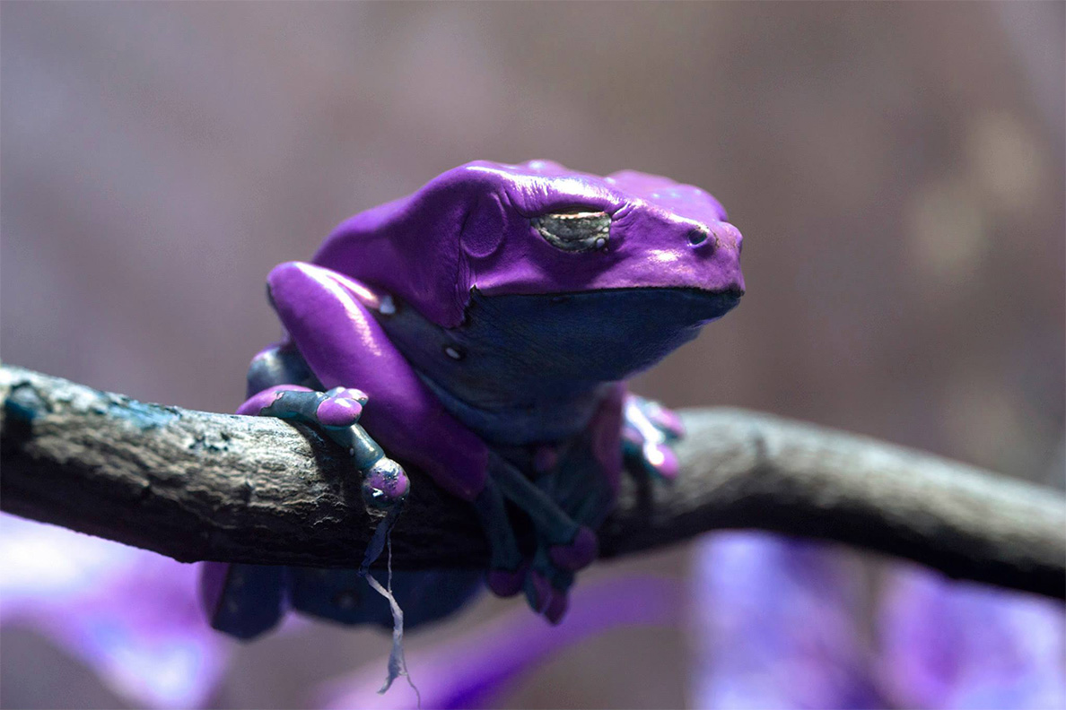 purple frog